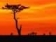 Nkorho Pan Safari Cam (Africa)